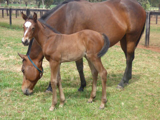 The Brothers War x Oh So Frisky- B filly