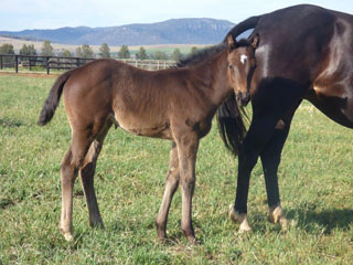 Dissident x Trinity River Br filly